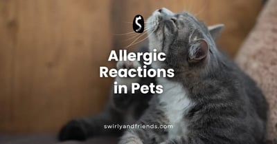 Allergic Reactions in Pets: Tips for Effective Management