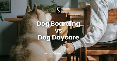 Dog Boarding and Doggy Daycare: What's the Difference?