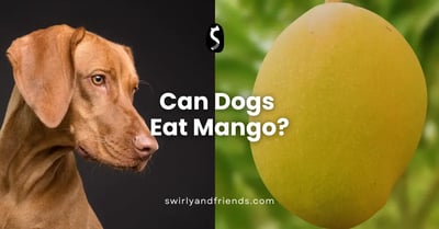 Can Dogs Eat Mango?