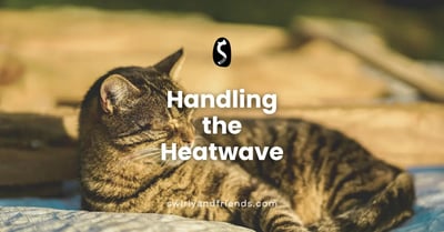 How to Handle Heatwave for Pets