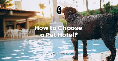 How to Choose a Pet Hotel?