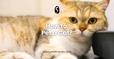 How to Pet a Cat?
