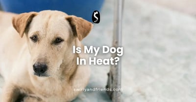 Is My Dog In Heat?