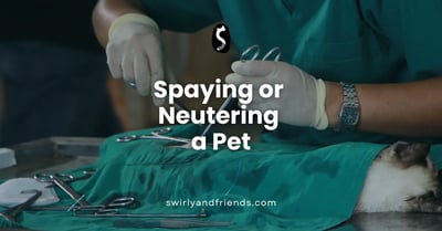 Spaying or Neutering a Pet
