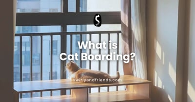 What does Cat Boarding Really Mean?