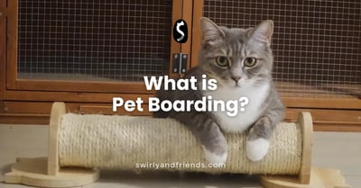 What is Pet Boarding?