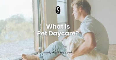 What is Pet Daycare?