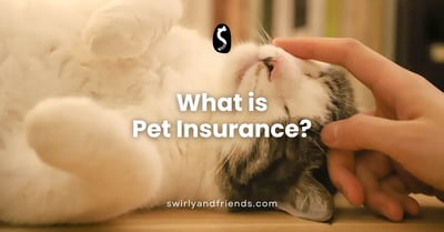 What is Pet Insurance?