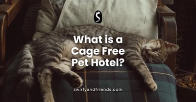 What is a Cage Free Pet Hotel?