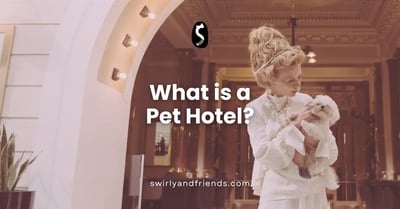 What is a Pet Hotel?